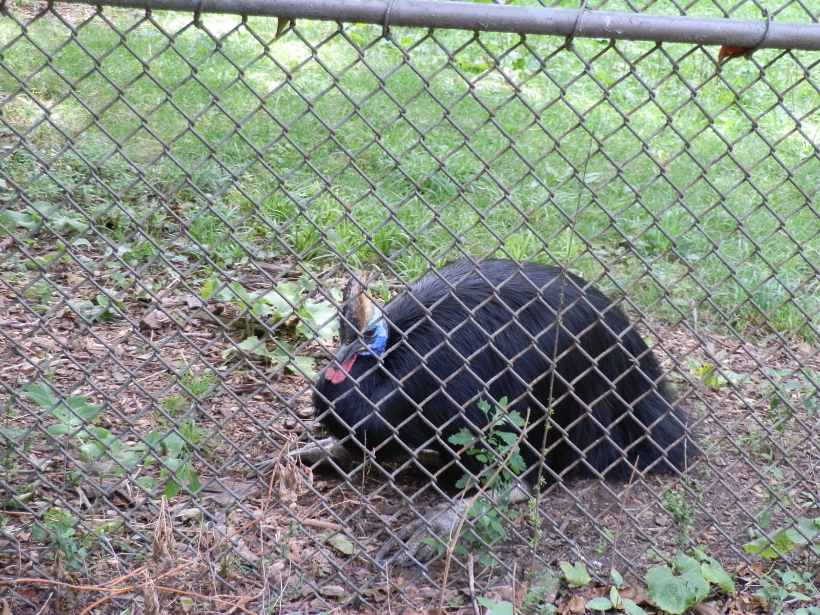 Australia- Cassowary