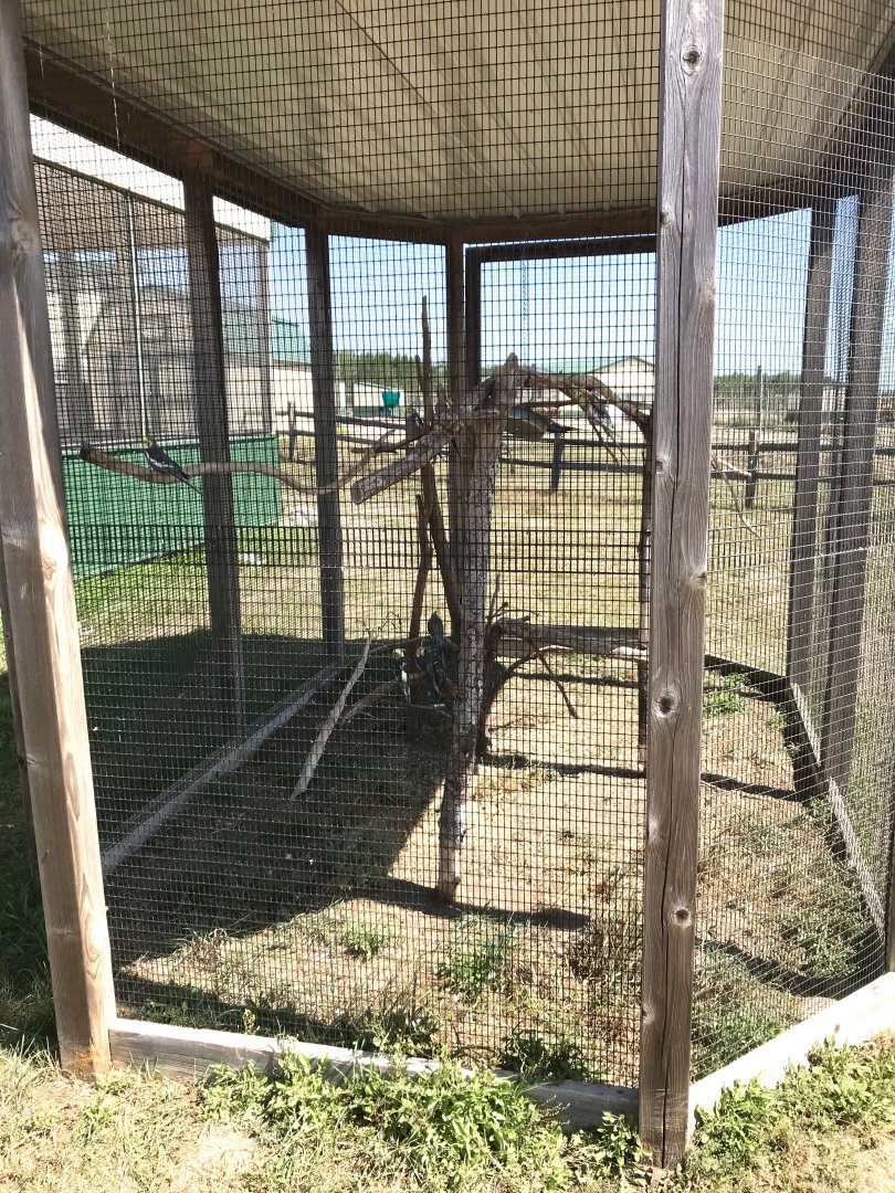 Australia- cockatiel exhibit