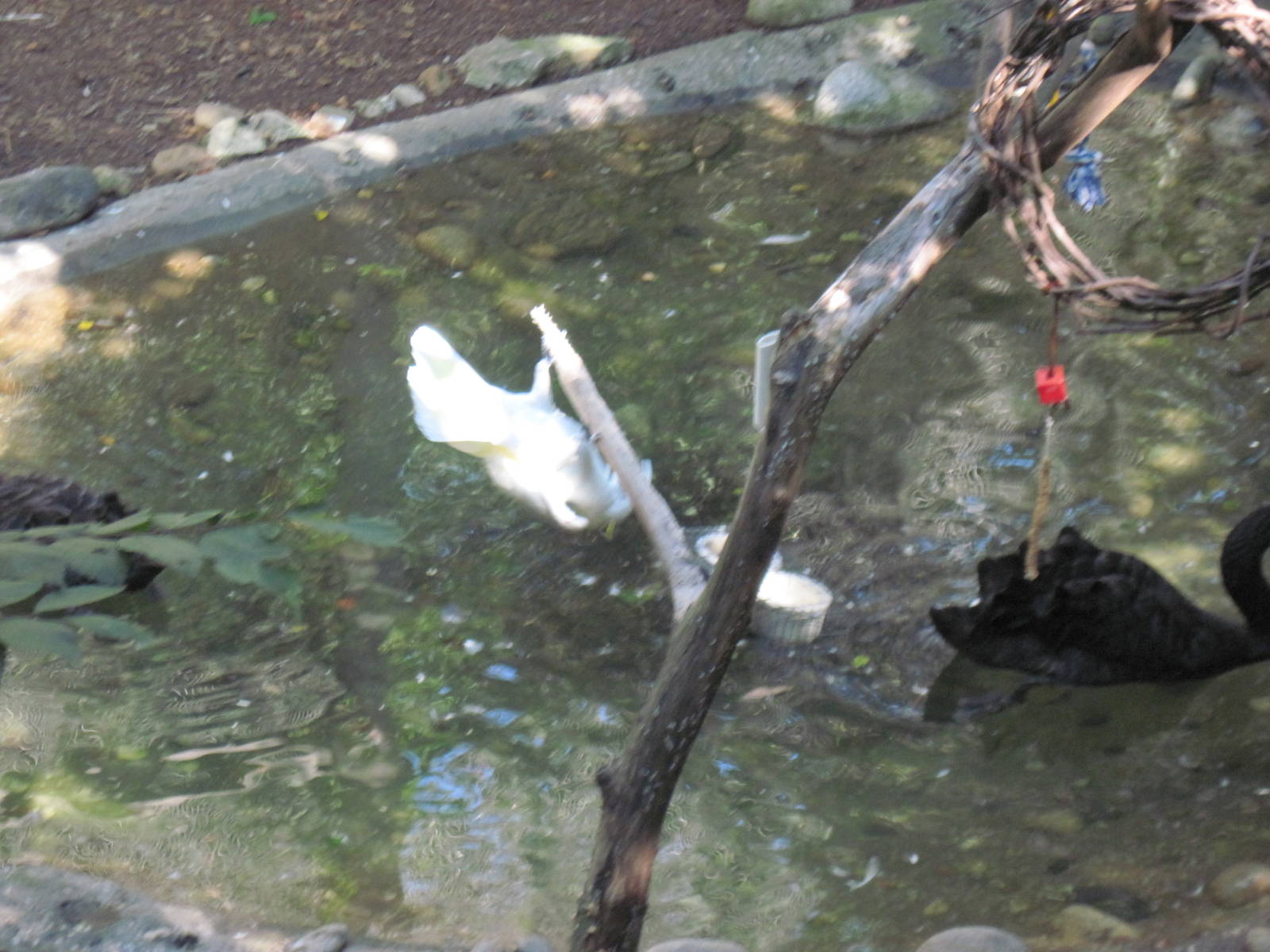 Australia-Cockatoo and Black Swan