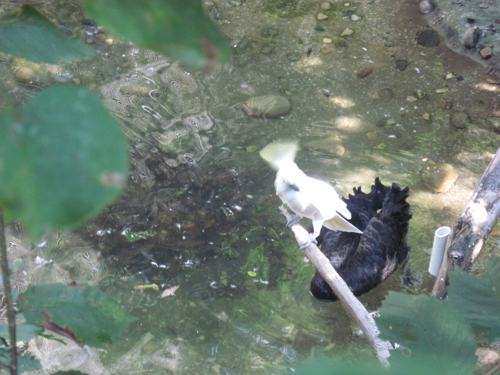 Australia-Cockatoo and Black Swan