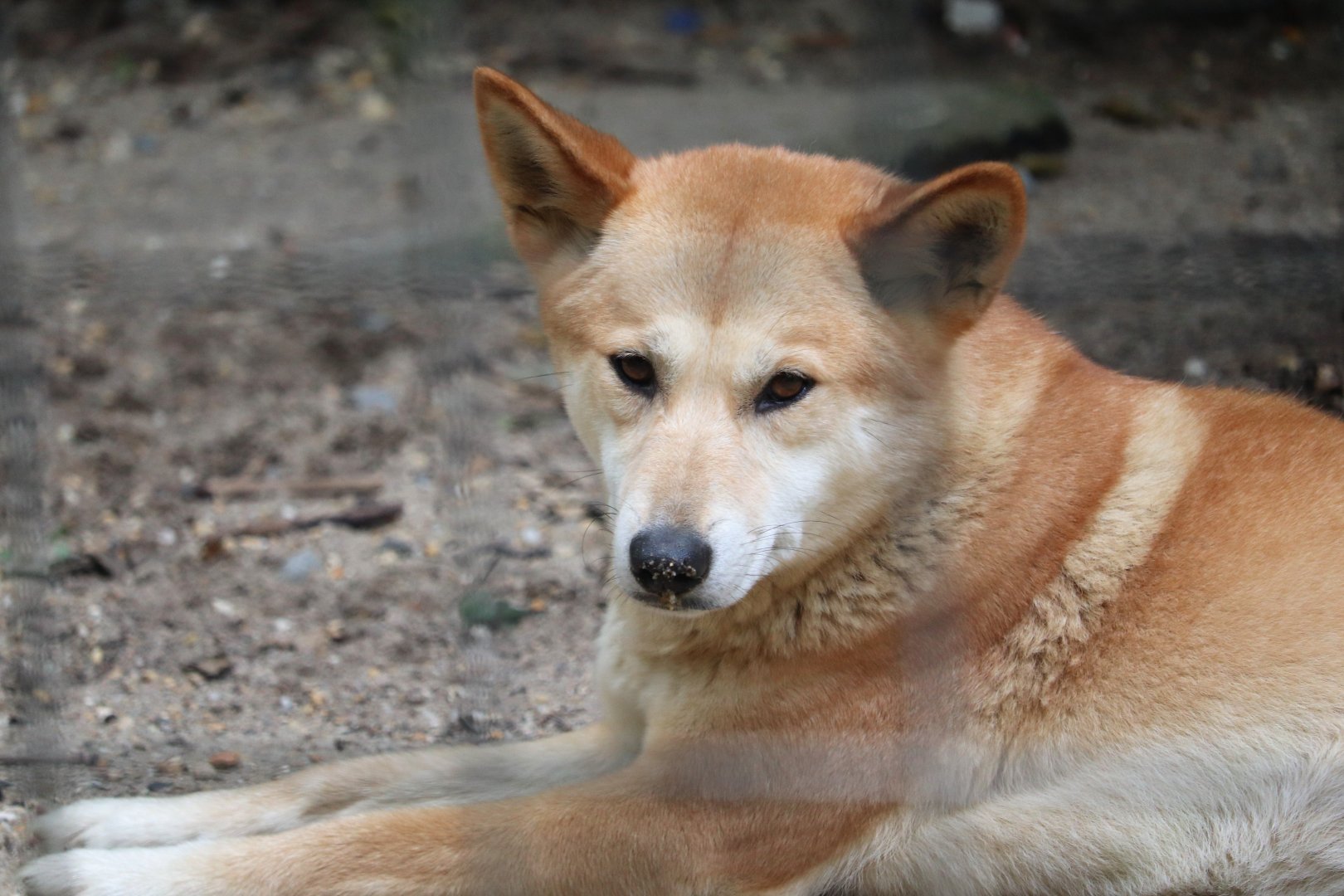 Australia - Dingo