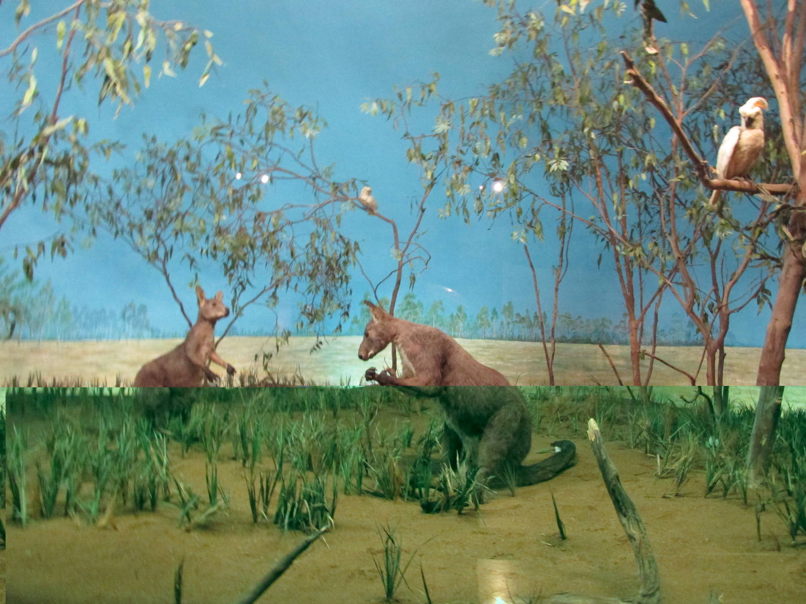 australia diorama museo de historia natural