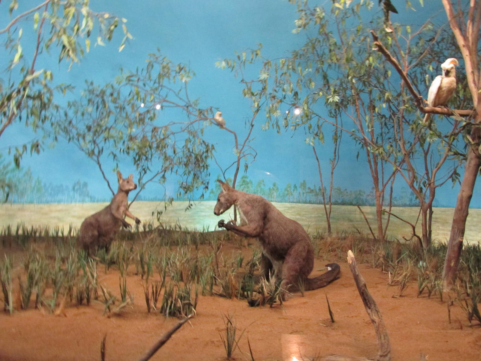 australia diorama museo de historia natural