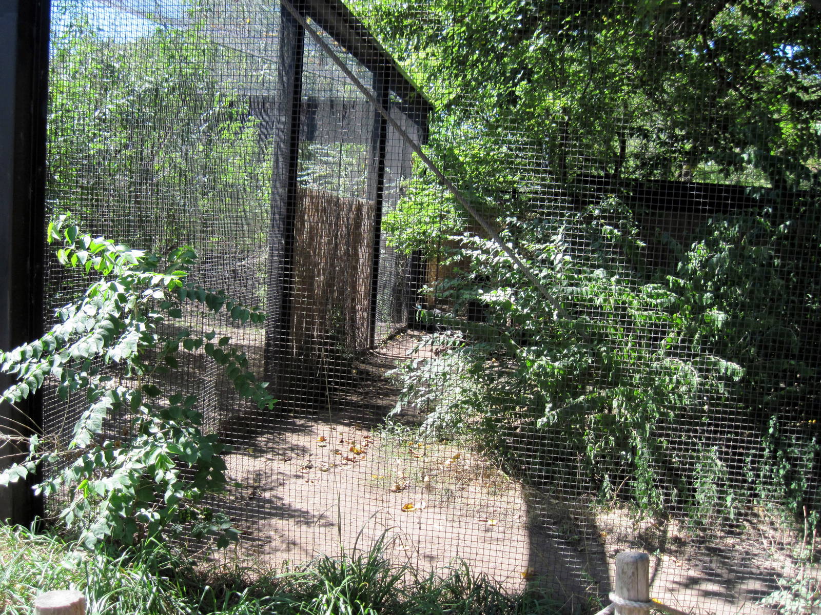 Australia-Double-wattled Cassowary Exhibit