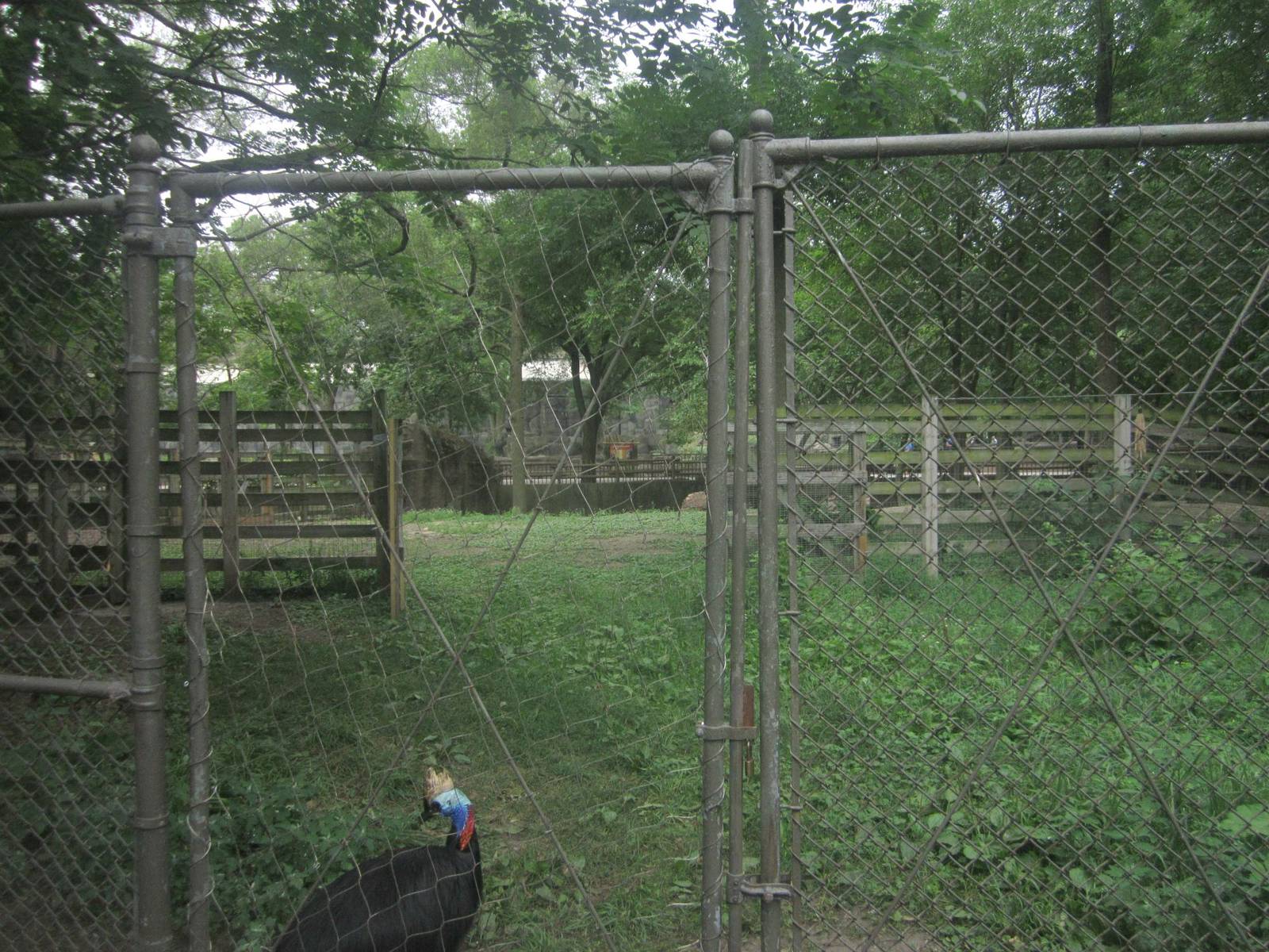 Australia - Double-wattled Cassowary Exhibit