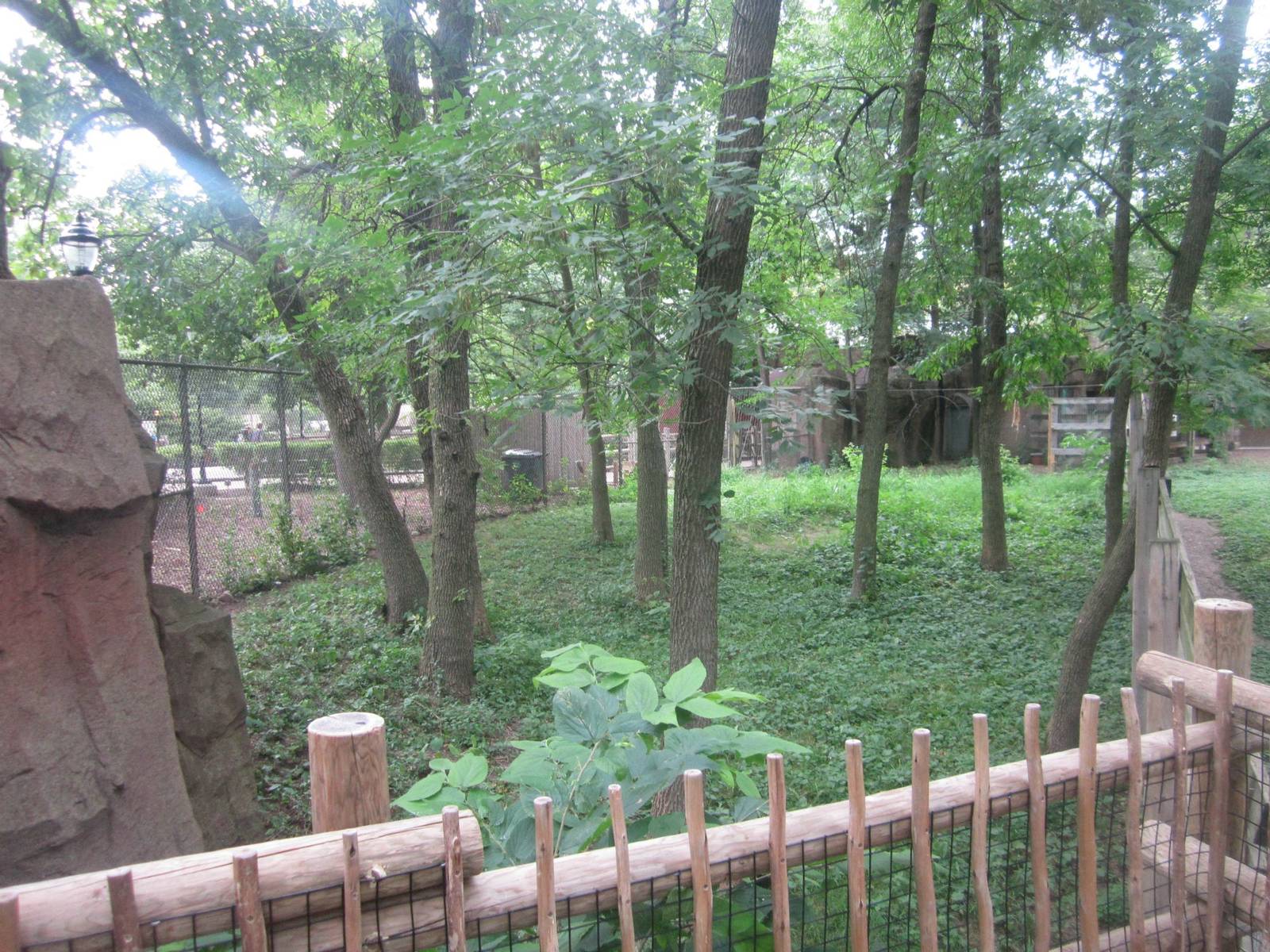 Australia - Double-wattled Cassowary Exhibit