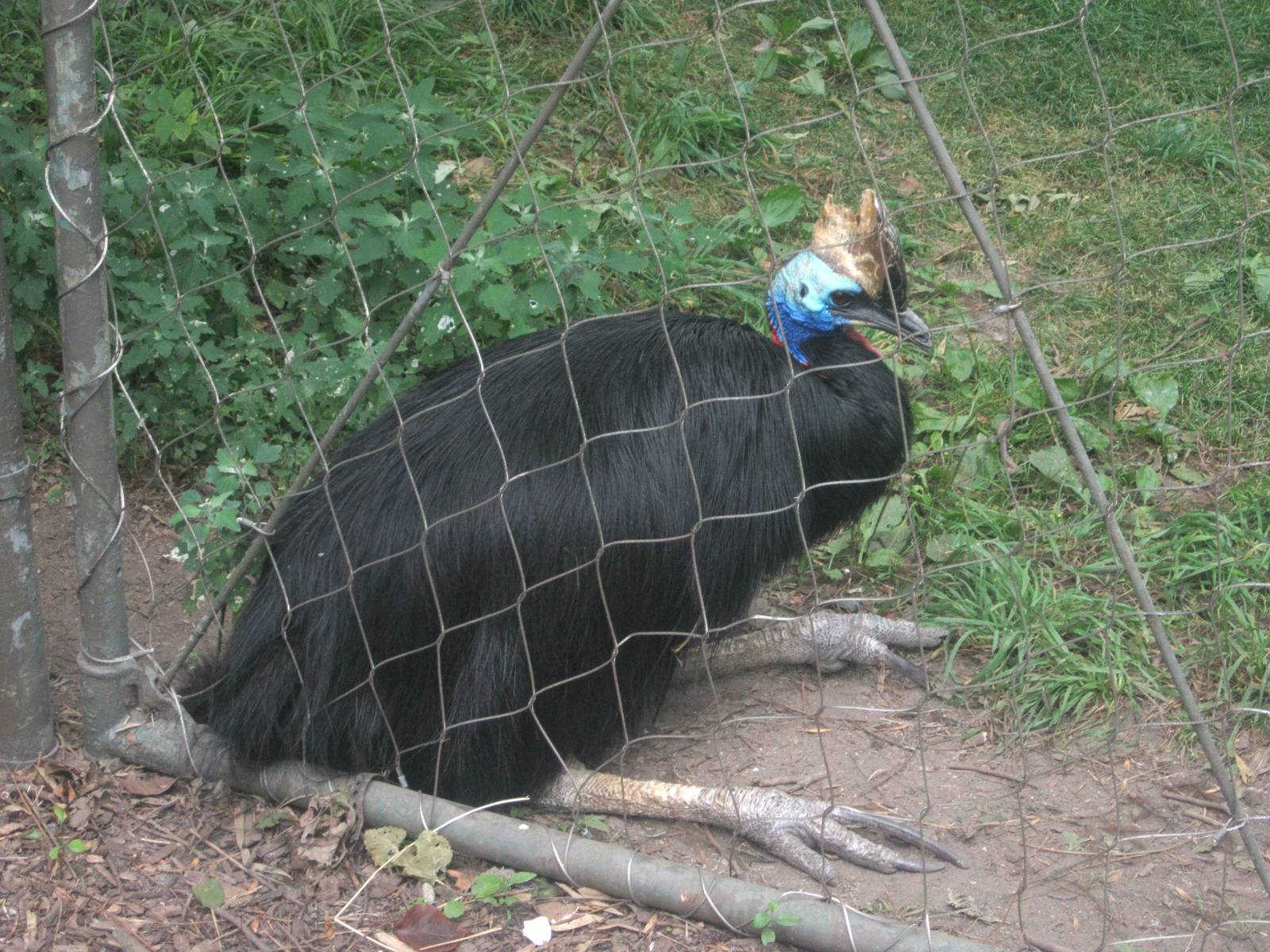Australia - Double-wattled Cassowary