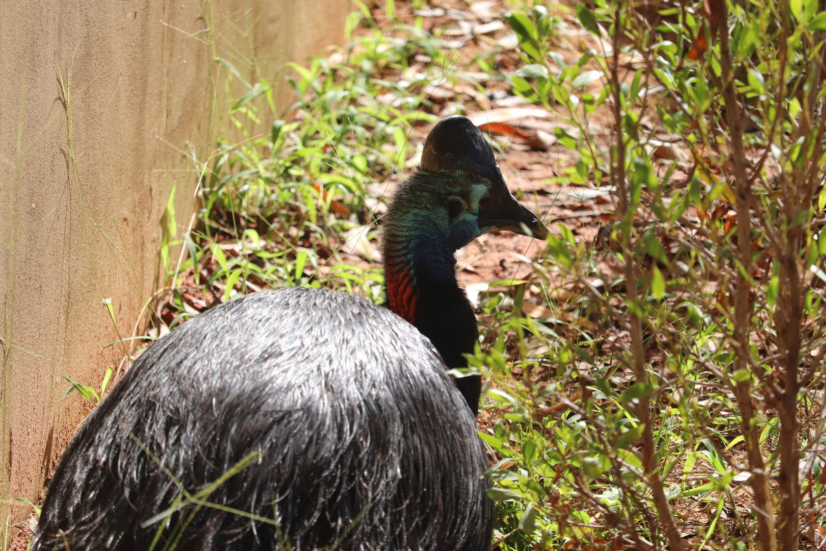 Australia - Double-Wattled Cassowary