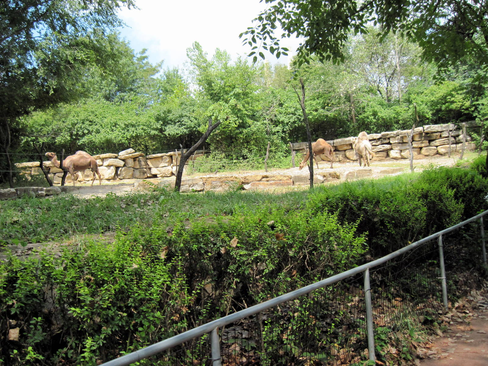 Australia-Dromedary Camel Exhibit