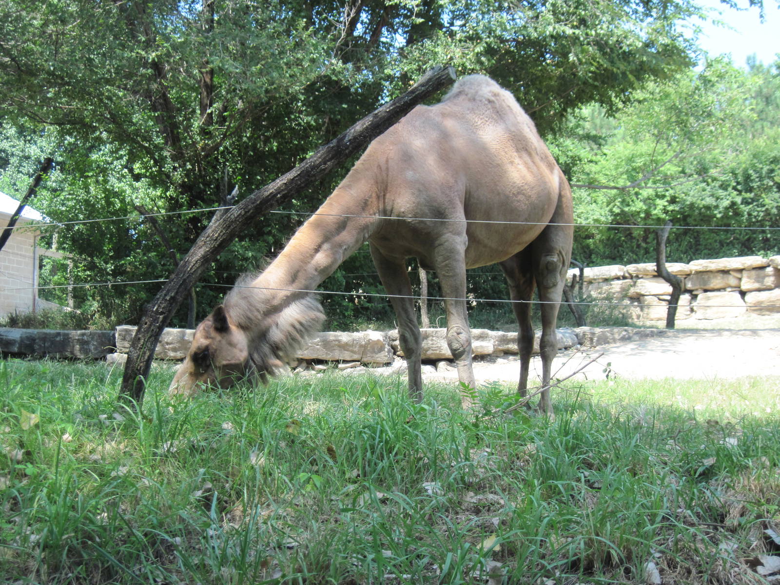 Australia-Dromedary Camel