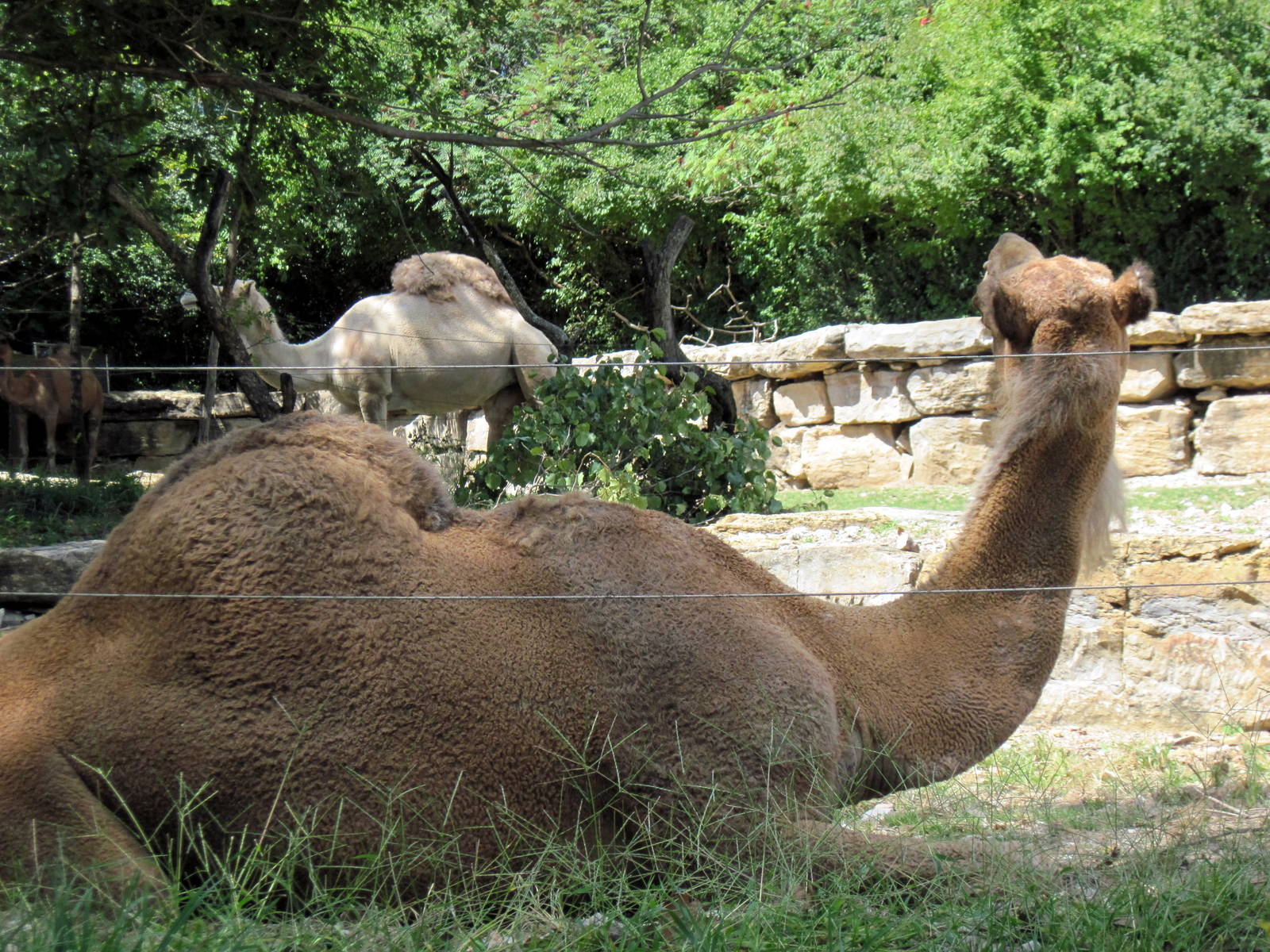 Australia-Dromedary Camel