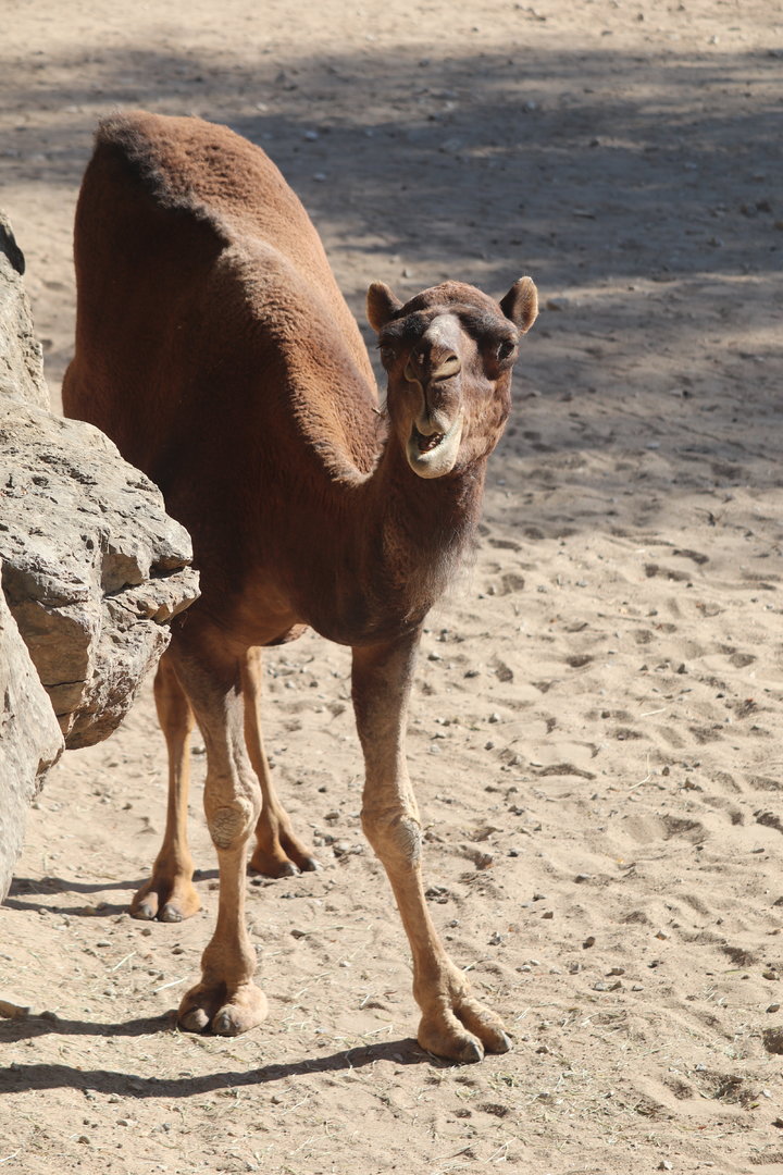 Australia - Dromedary Camel