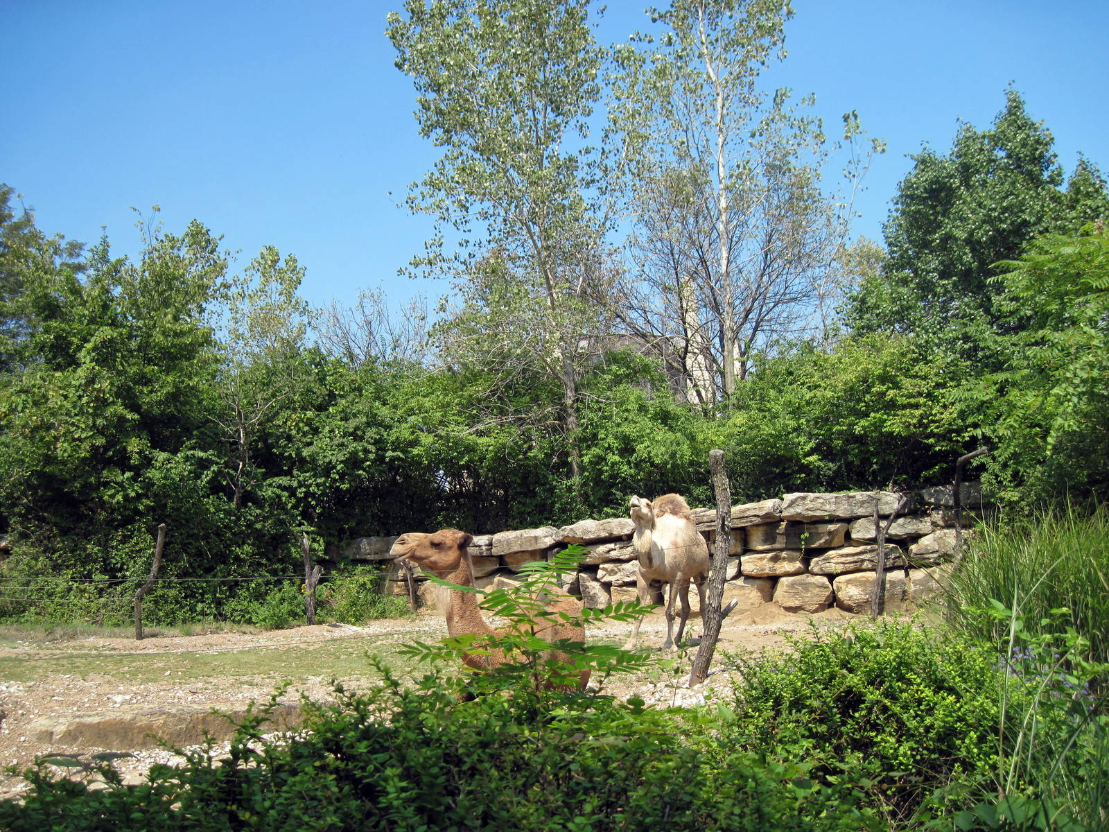 Australia-Dromedary Camels
