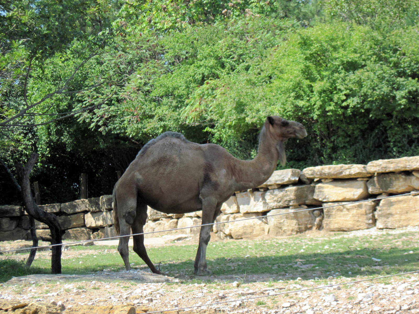 Australia-Dromedary Camels