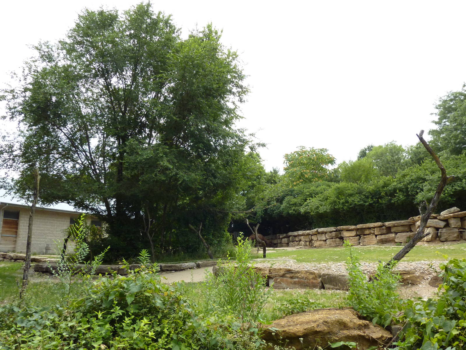 Australia - Dromedary Enclosure