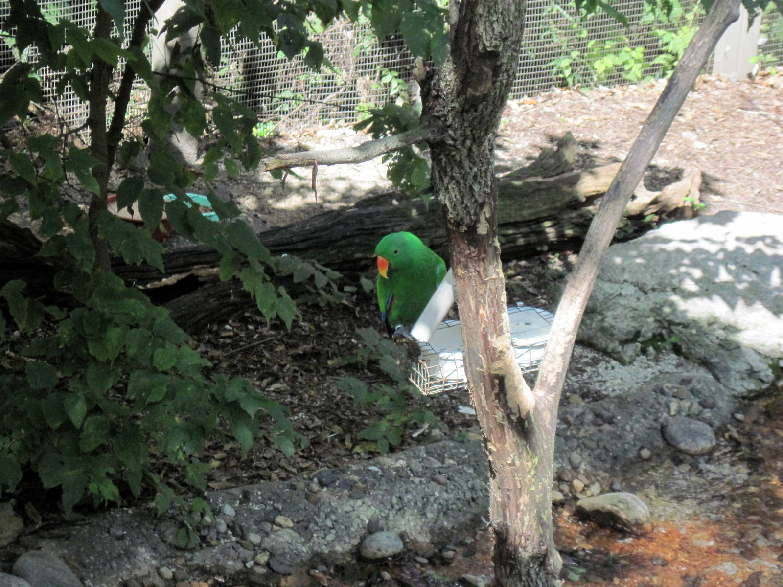 Australia-Eclectus Parrot