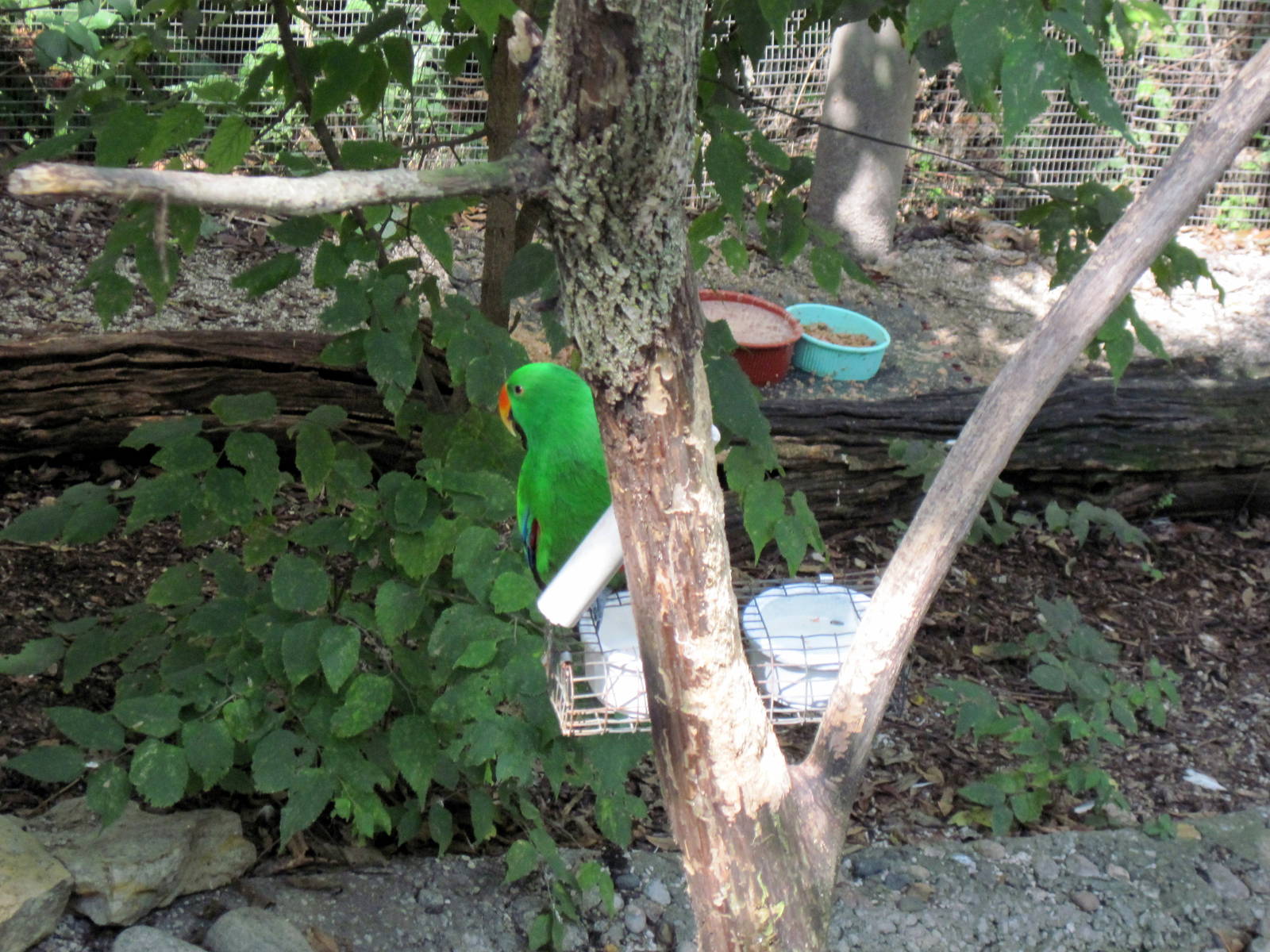 Australia-Eclectus Parrot