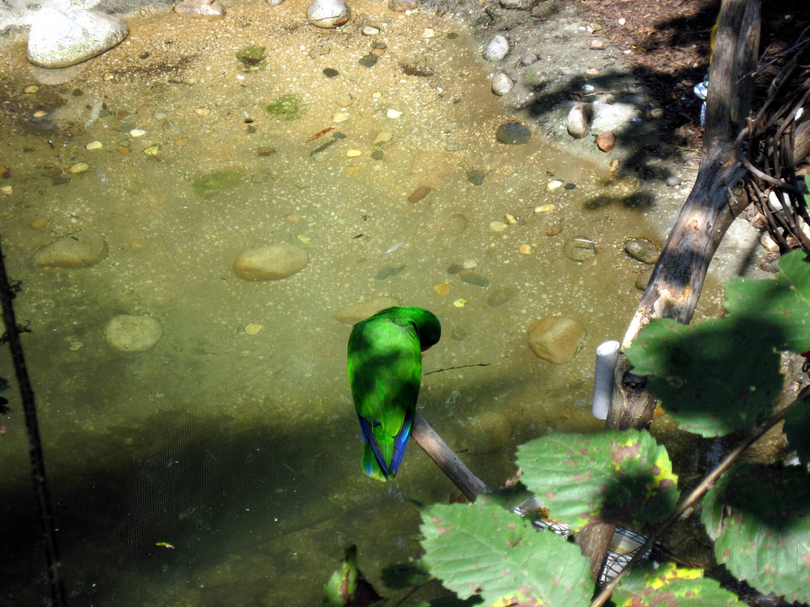 Australia-Eclectus Parrot