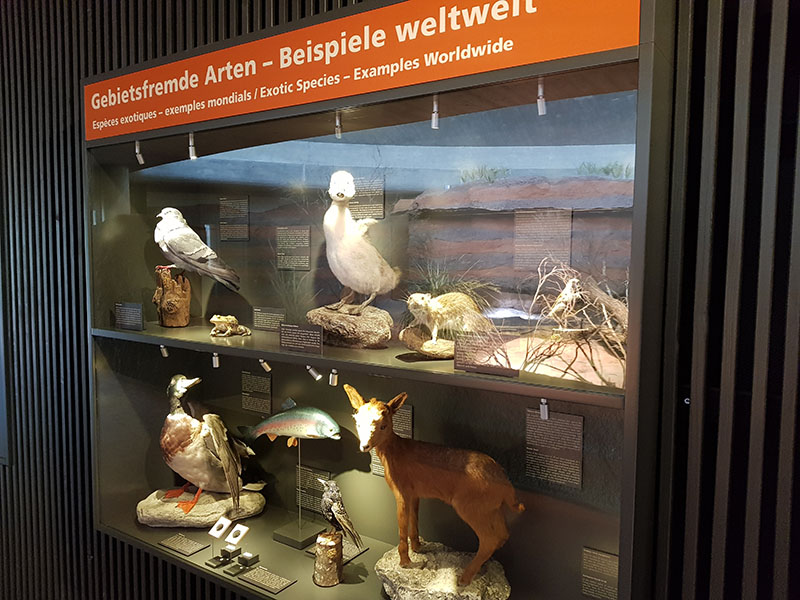 Australia: Education on invasive species