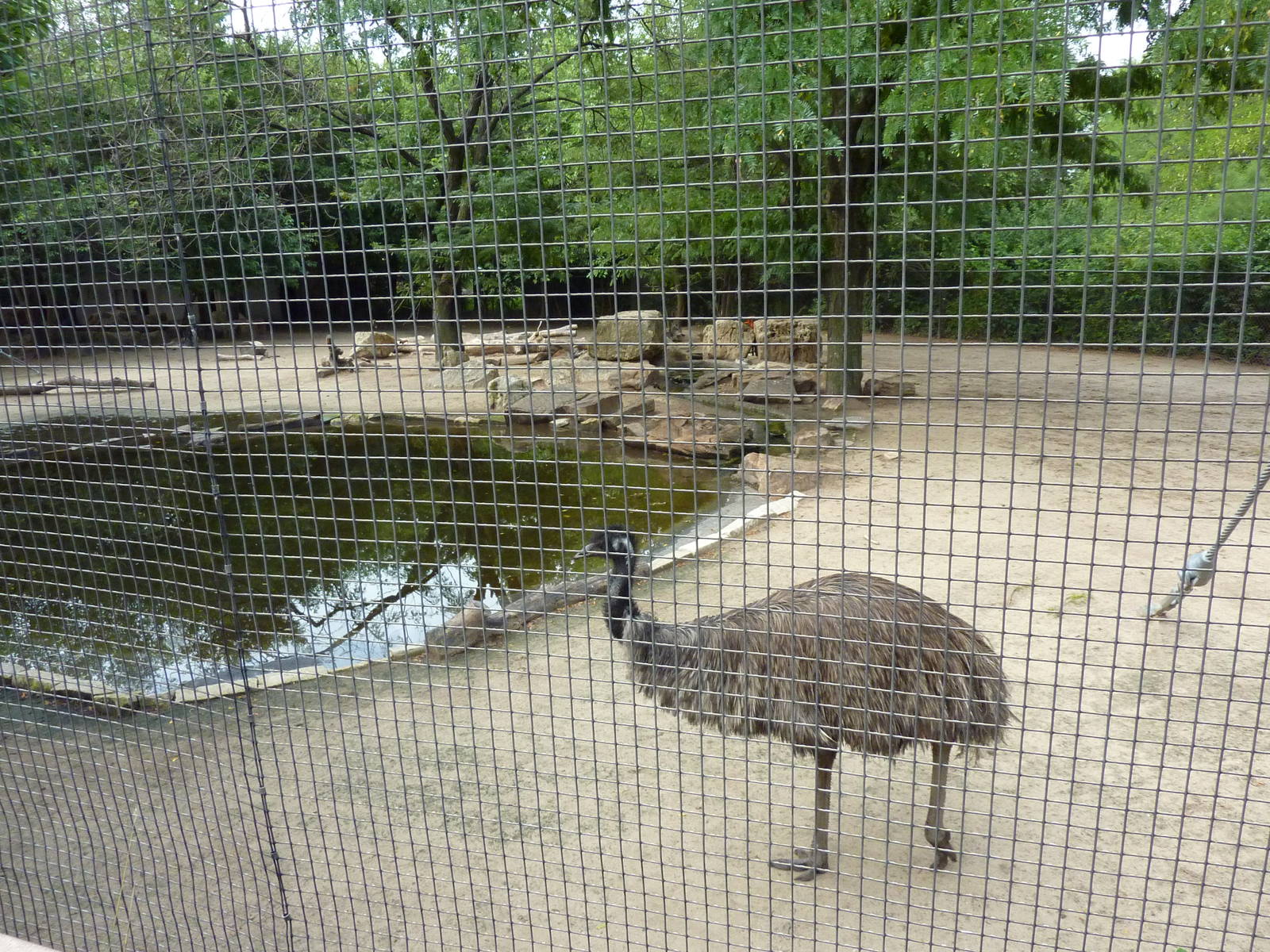 Australia - Emu + Wallaroo Enclosure