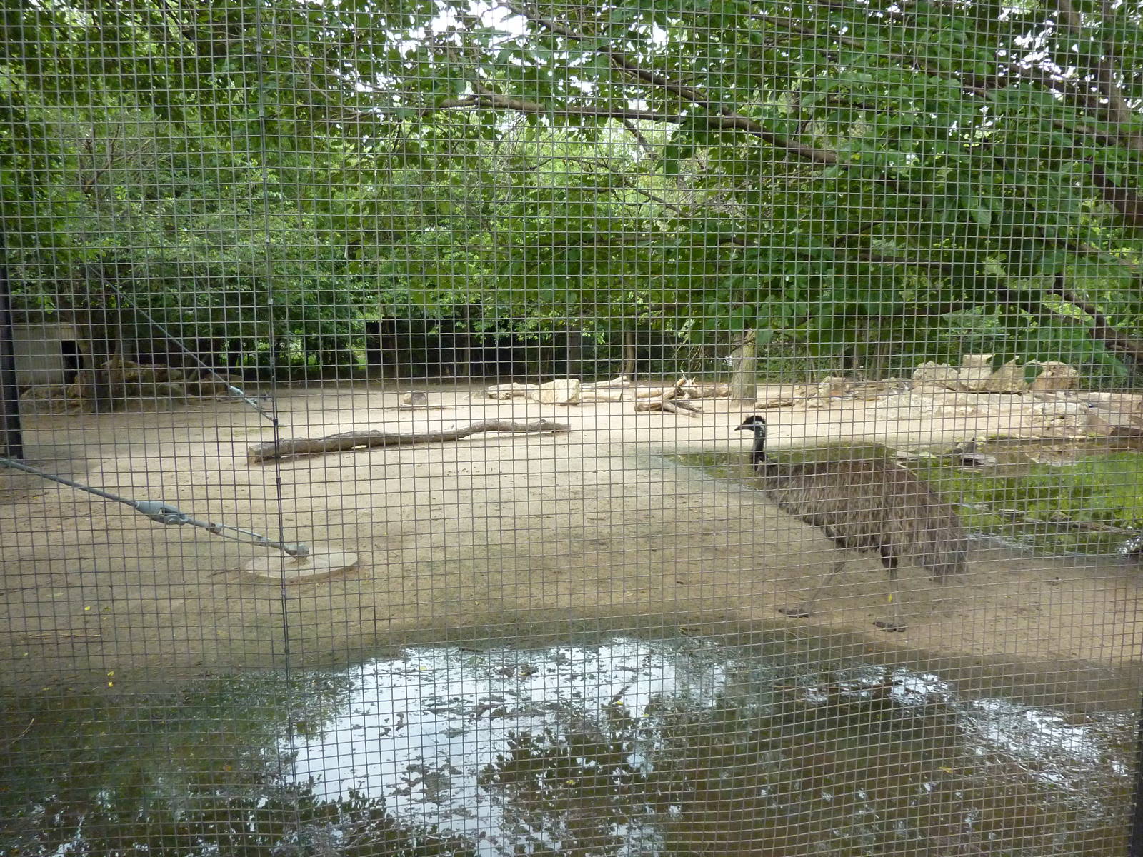 Australia - Emu + Wallaroo Enclosure