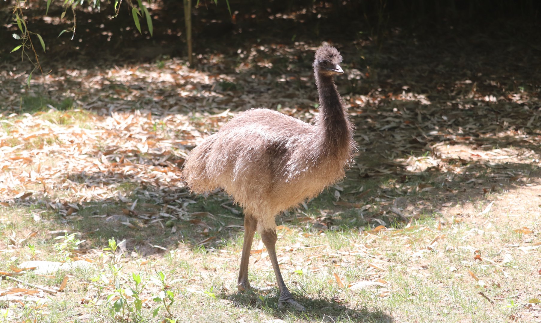 Australia - Emu