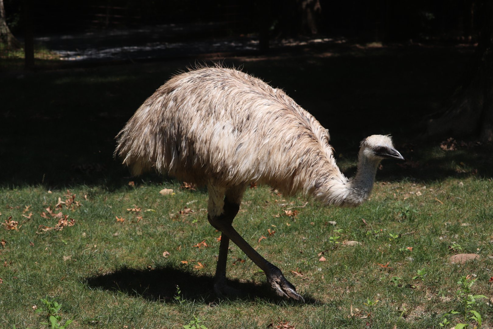 Australia - Emu