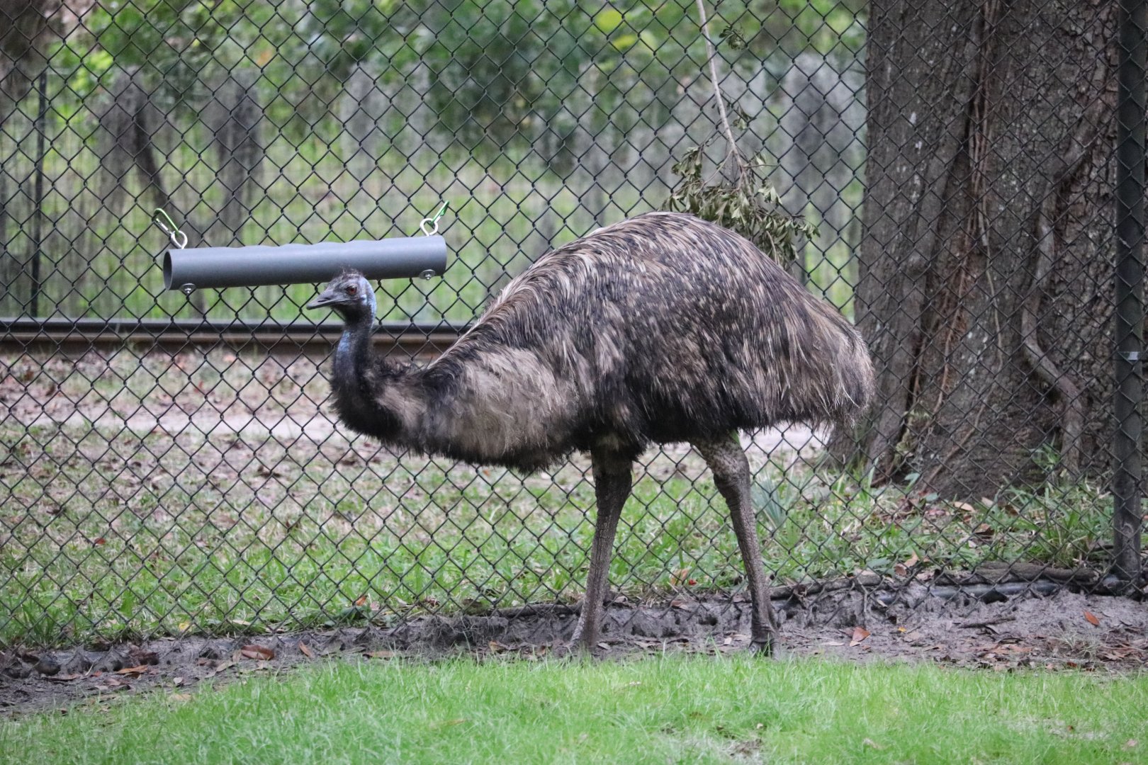 Australia - Emu