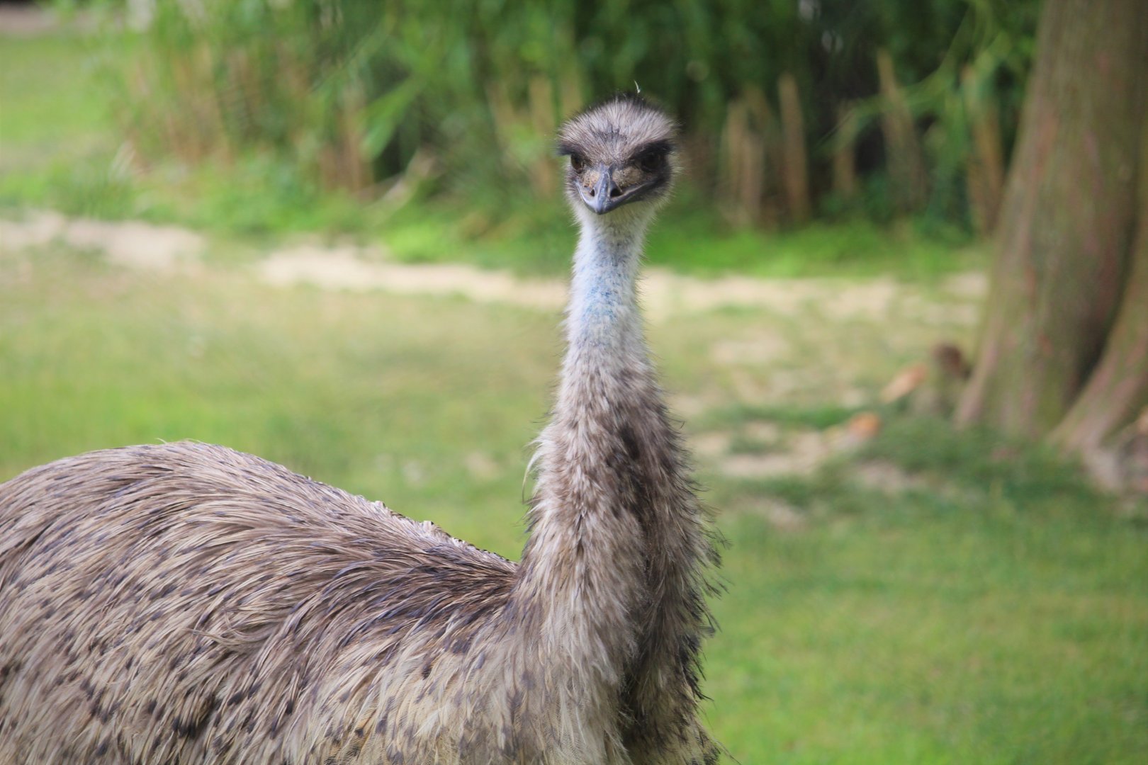 Australia - Emu