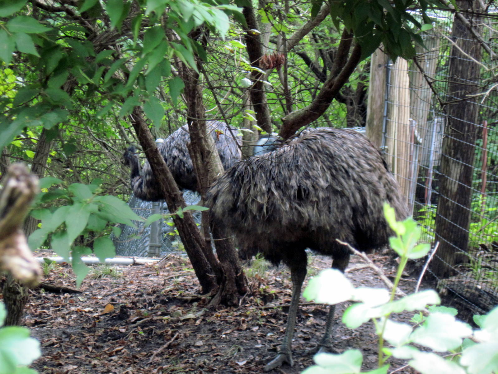Australia-Emus