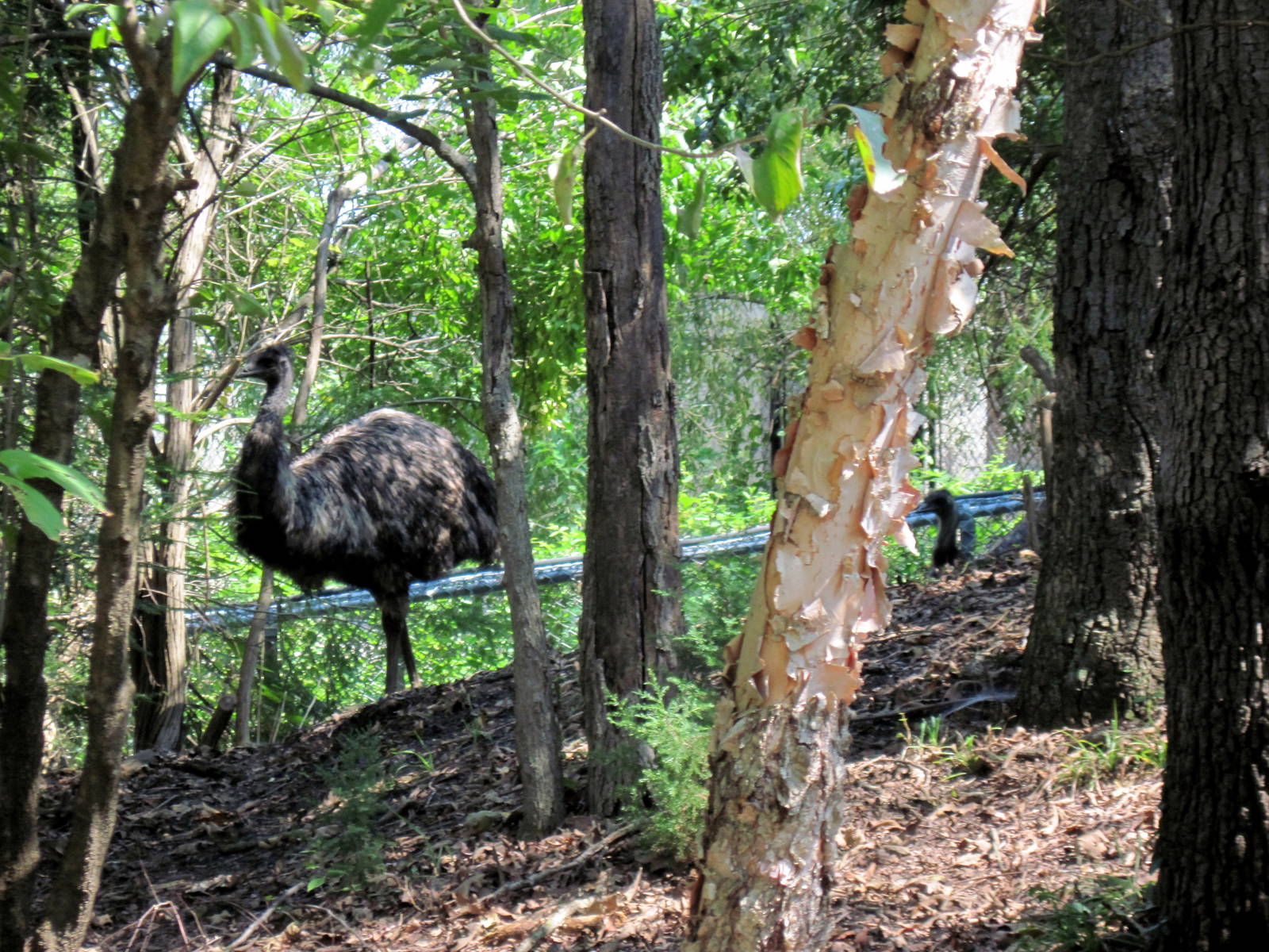 Australia-Emus