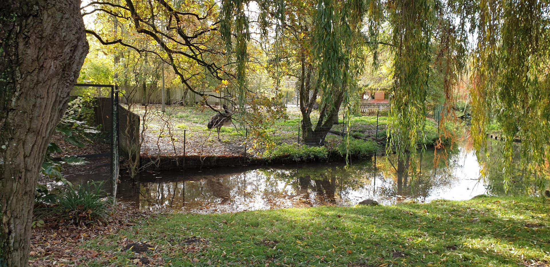 Australia enclosure - Emu and Wallabies