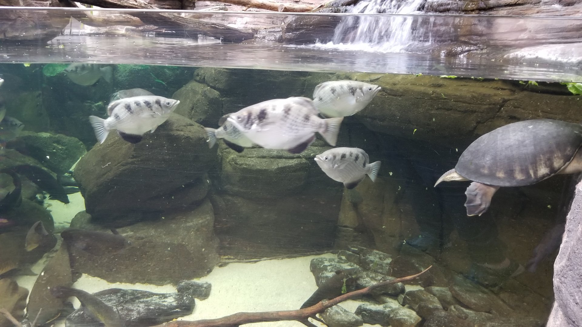 Australia exhibit #10