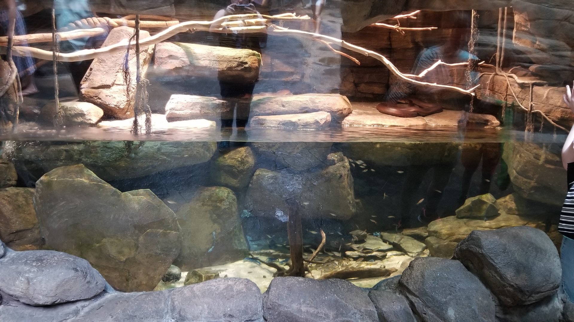 Australia exhibit #8