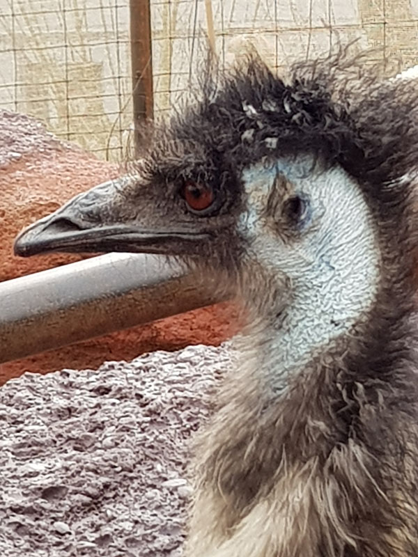 Australia: Fearless emu