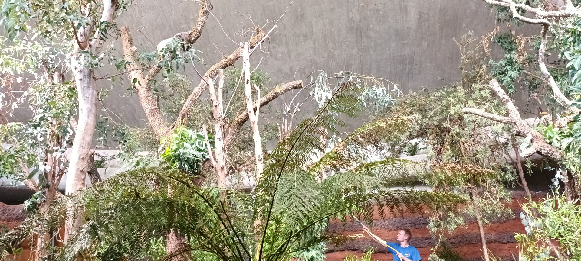 Australia first new Koala indoor Enclosure