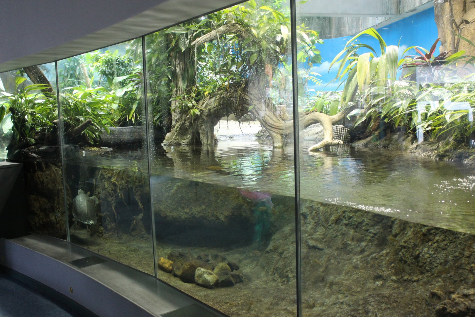Australia fish tank
