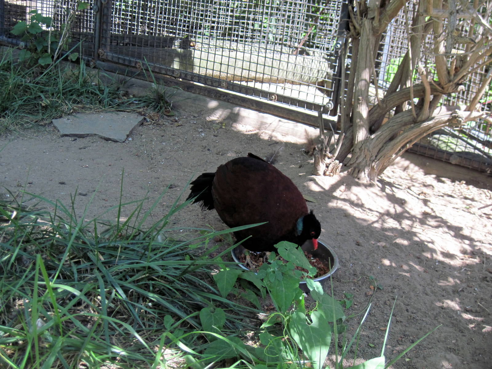 Australia-Green-naped Pheasant Pigeon