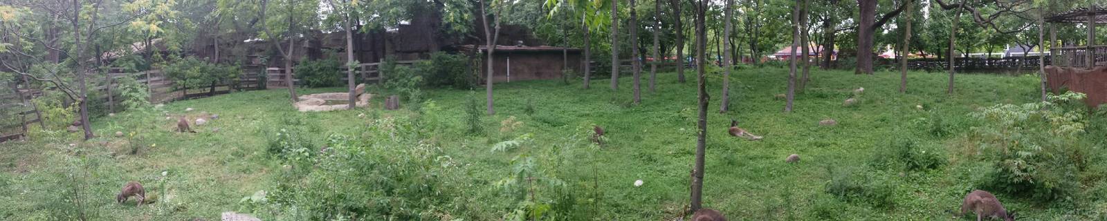 Australia House - Bennett's Wallaby Exhibit