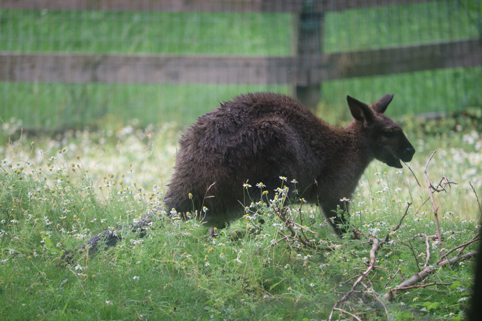 Australia House - Bennett’s Wallaby