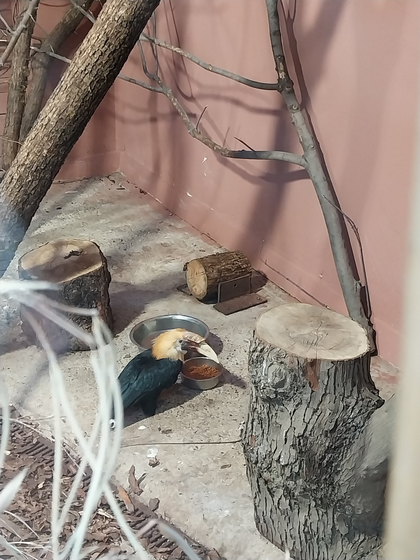 Australia House - Blyth's Hornbill (Rhyticeros plicatus)