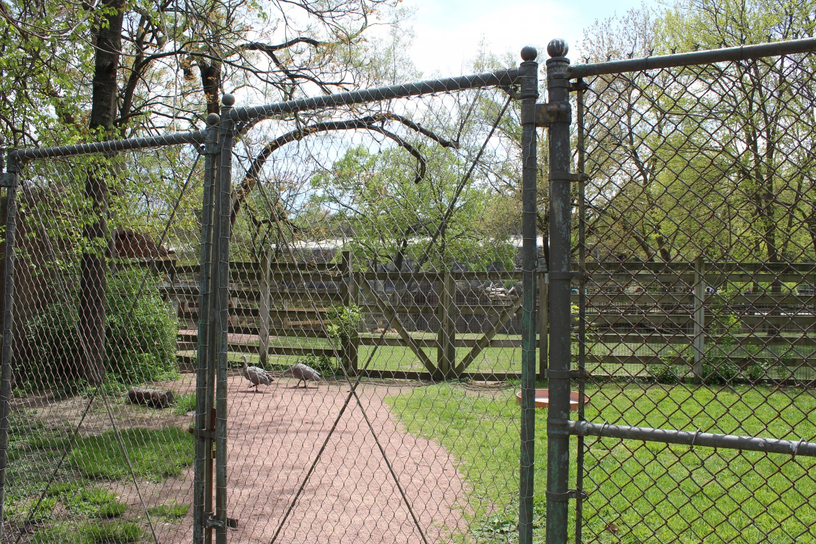 Australia House - Cape Barren Goose Exhibit