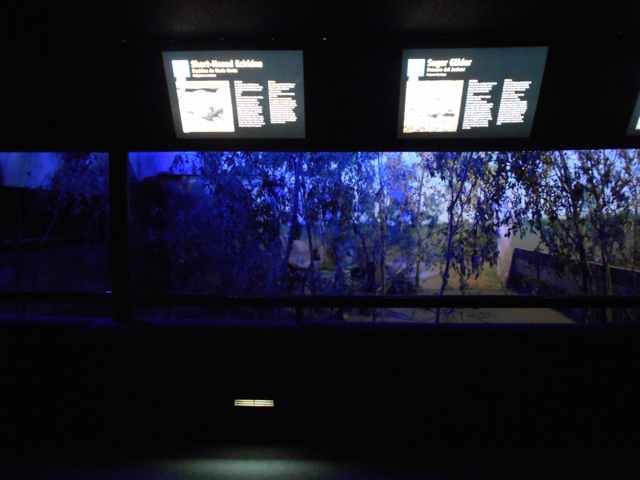 Australia House echidna and brush-tailed bettong yard