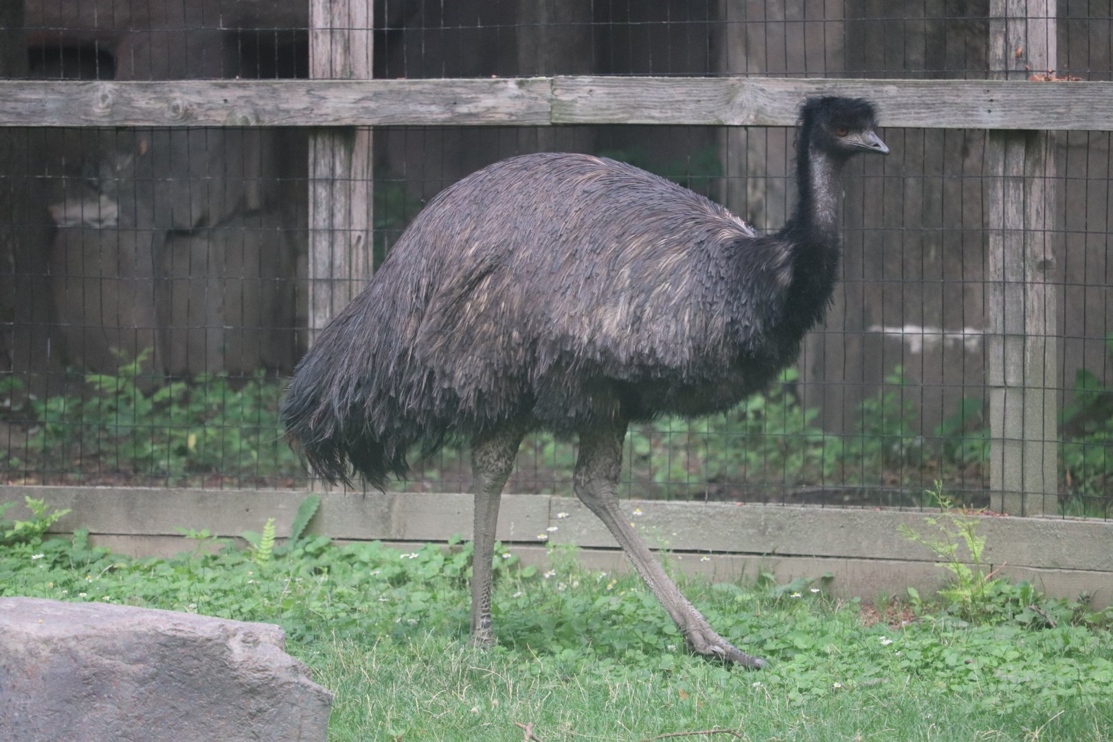 Australia House - Emu