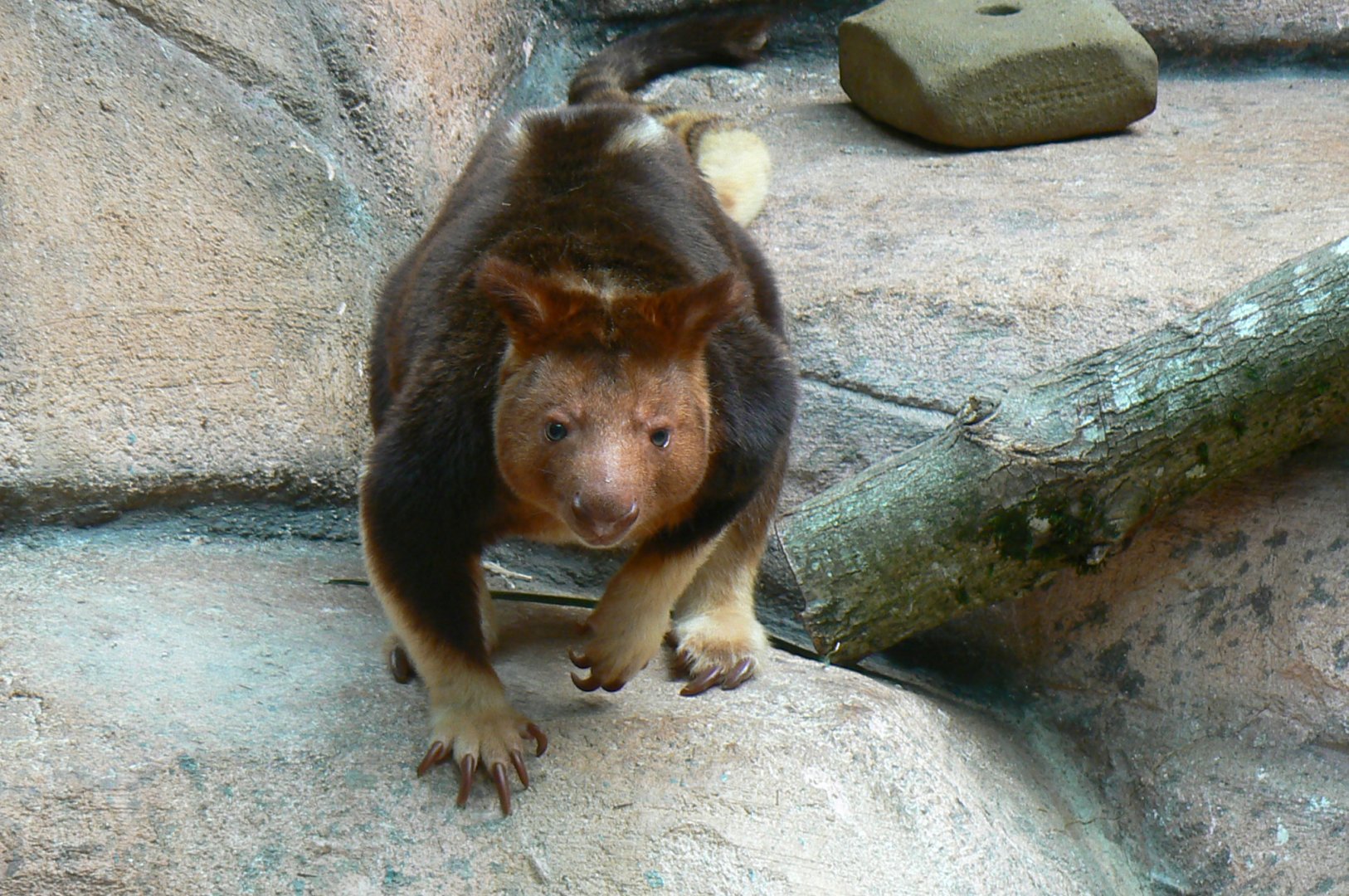 Australia house - Face to face with a male goodfellow's tree-kangaroo