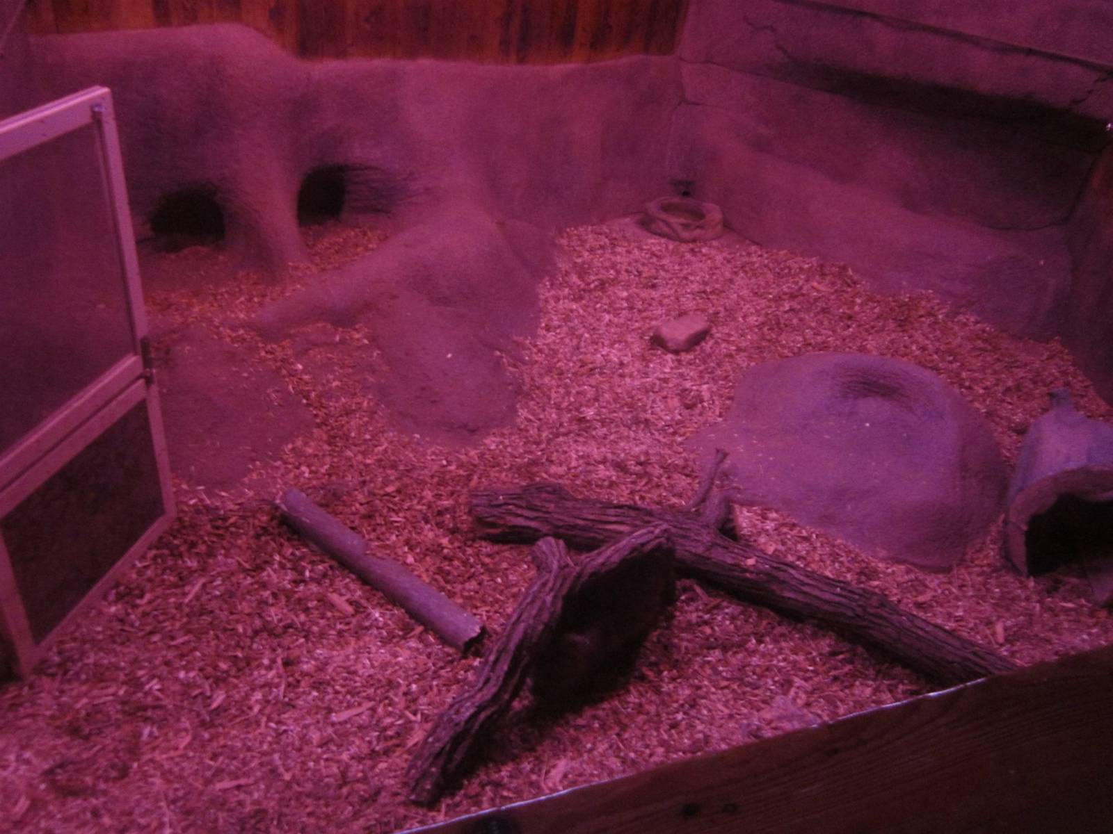 Australia House - First Southern Hairy Nose Wombat Exhibit - Right Side