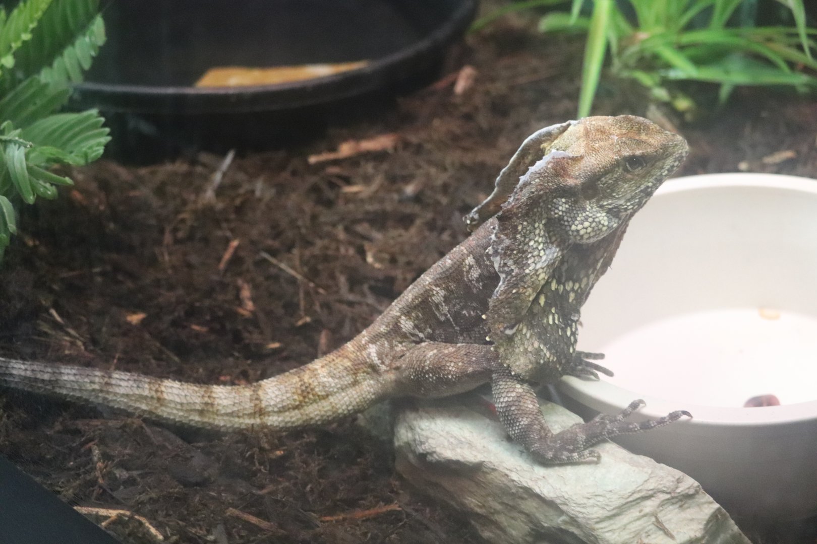 Australia House - Frilled Lizard