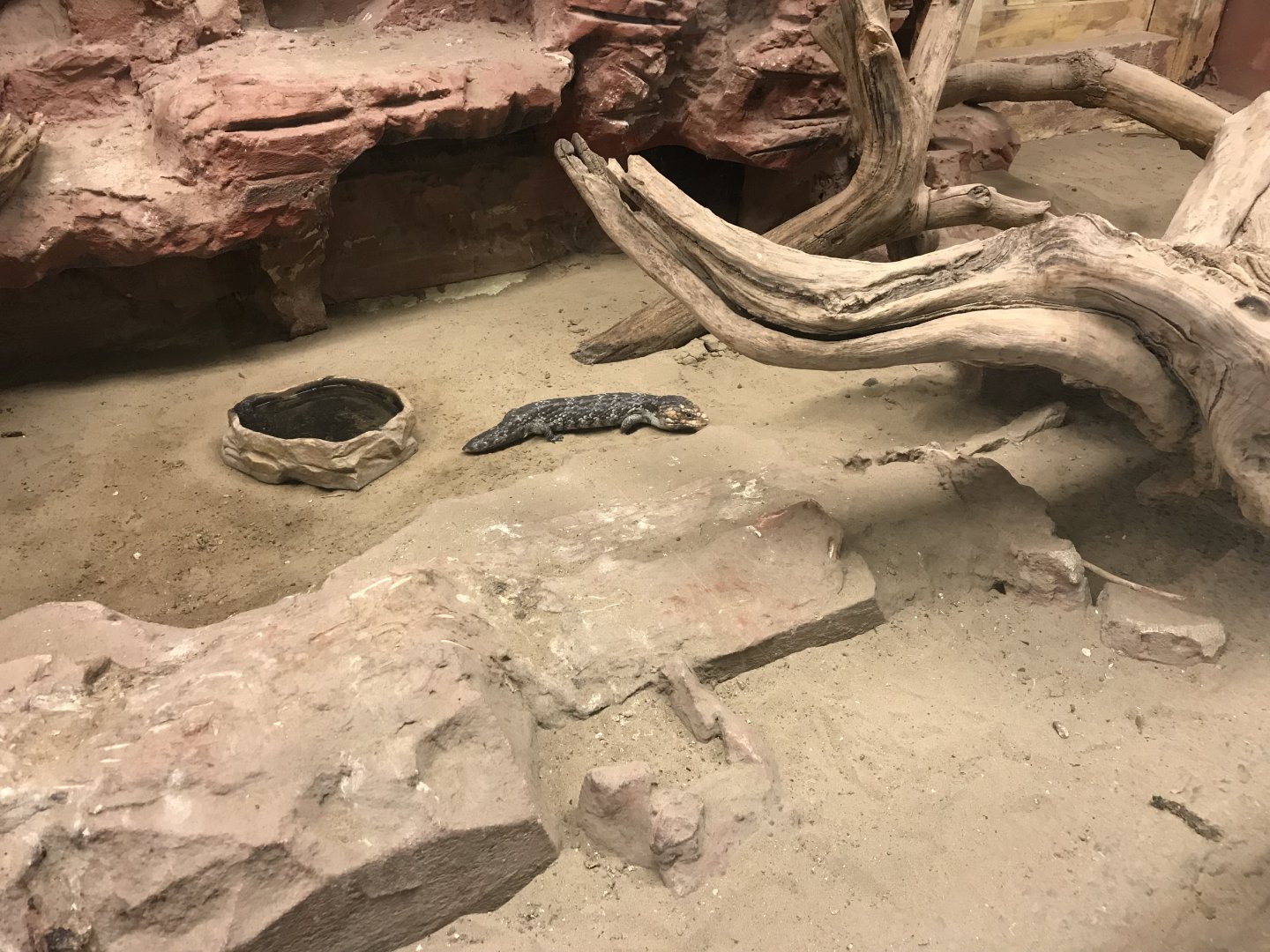 Australia House inhabitant 171018