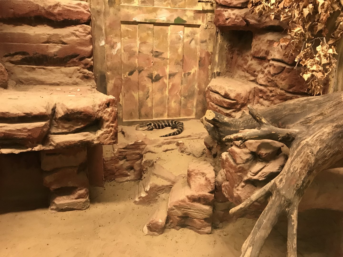 Australia House inhabitant 171018