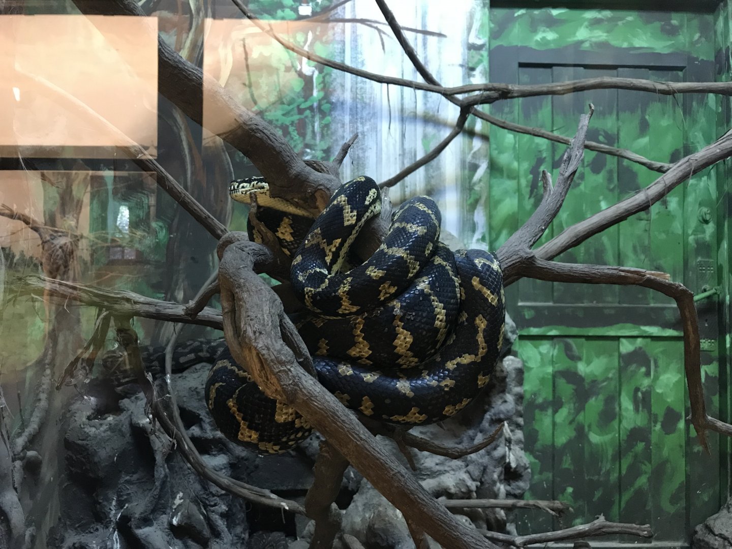 Australia House - Jungle carpet python 171018